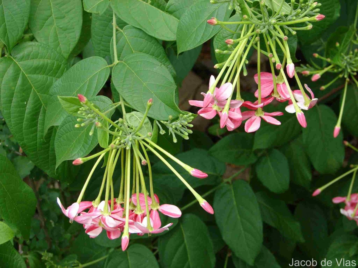 Combretum indicum (L.) DeFilipps